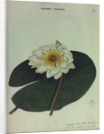 White Water Lily by Collinson