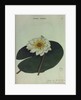 White Water Lily by Collinson