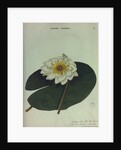 White Water Lily by Collinson