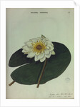 White Water Lily by Collinson