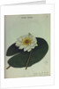 White Water Lily by Collinson