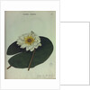 White Water Lily by Collinson