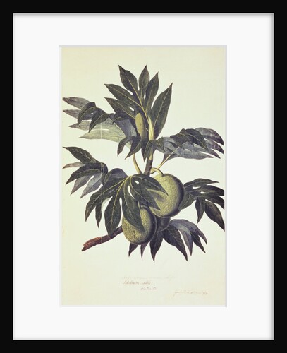 A branch of the bread fruit tree with fruit by John Miller [engraver]