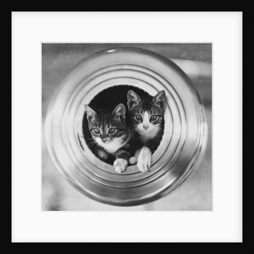Cats on board the cruiser HMS 'Hawkins' by unknown