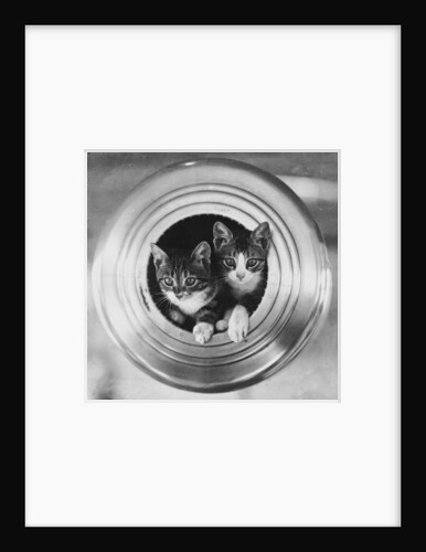 Cats on board the cruiser HMS 'Hawkins' by unknown