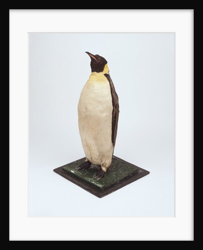 Stuffed emperor penguin by Dr. Edward Wilson