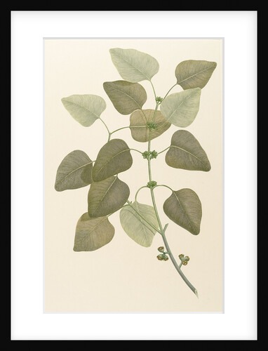 Eucalyptus alba by Alecto
