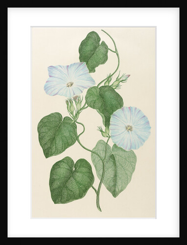 Impoea indica by Alecto