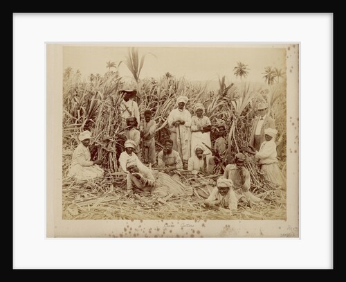 Sugar-cane cutters in Jamaica by unknown