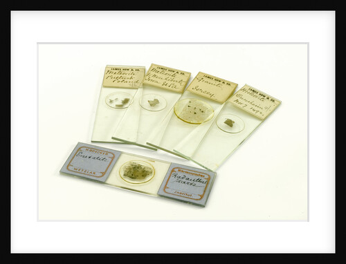 Microscope slides by unknown