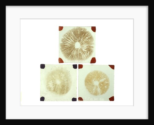 Three sealed microscope slides of an unidentified vegetable by unknown