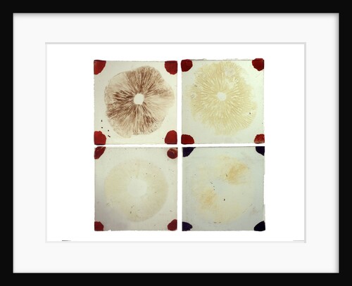 Four microscope slides showing an object similar to those marked AST103950 by unknown