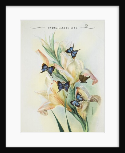Front cover of Union Castle Line menu, depicting Rhodesian butterflies and moths by unknown
