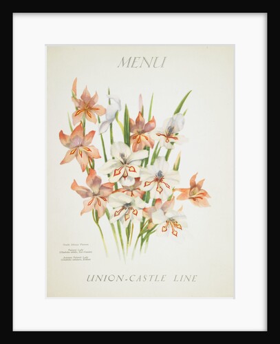 Front cover of Union Castle Line menu from RMS 'Pretoria', depicting South African flowers by unknown