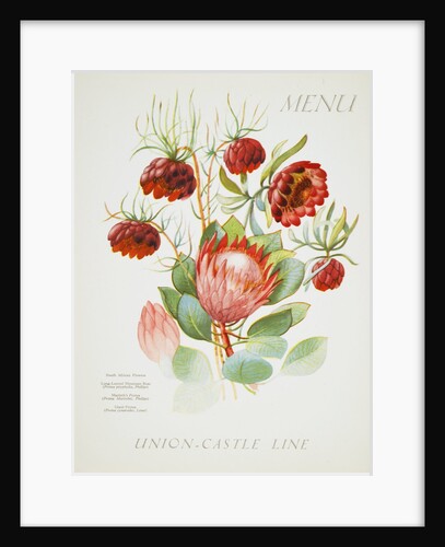 Front cover of Union Castle Line menu from Stirling Castle, depicting South African flowers by unknown