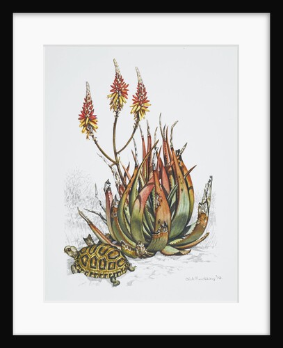 Front cover of Union Castle Line menu, depicting aloe plant and tortoise by Dick Findley