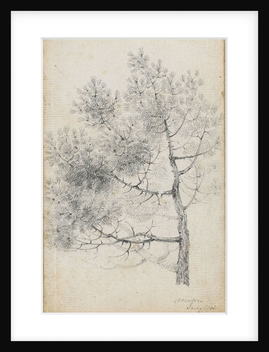 Study of a pine tree at Merton (recto) by Thomas Baxter