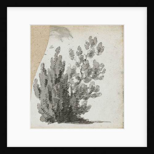 A study of a shrub by Thomas Baxter