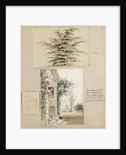 Study of a cedar tree by Thomas Baxter