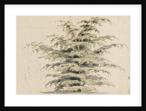 Study of a cedar tree by Thomas Baxter