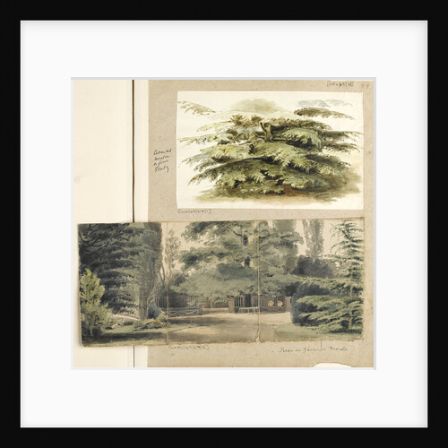 A study of a Cedar tree at Merton by Thomas Baxter