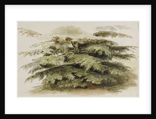 A study of a Cedar tree at Merton by Thomas Baxter
