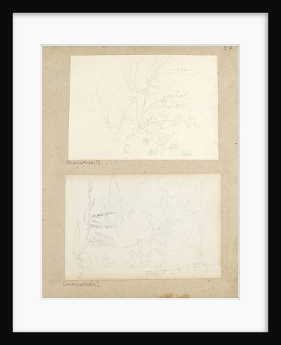 Studies of garden plants including rose foliage and honeysuckle by Thomas Baxter
