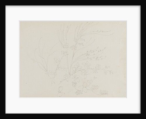 A study of garden plants including a rose foliage and honeysuckle by Thomas Baxter