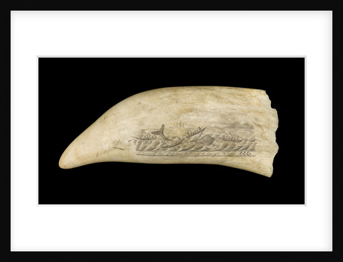 Whale tooth by unknown