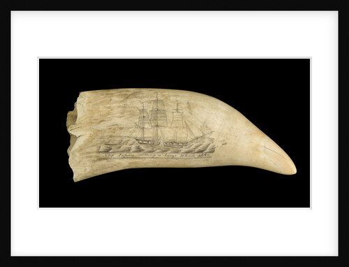 Whale tooth by unknown