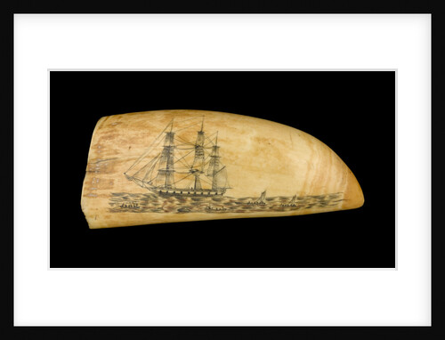 Whale tooth by unknown