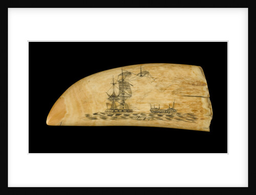 Whale tooth by unknown