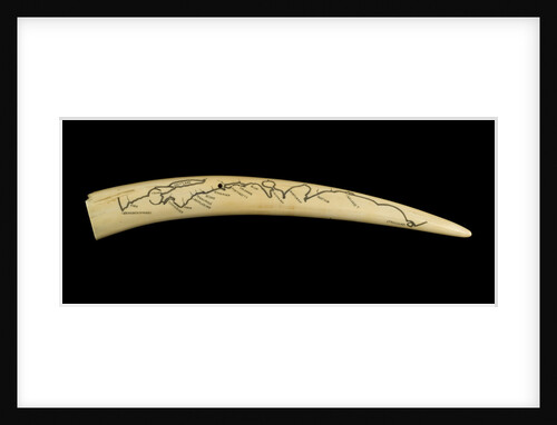 A cribbage board and two pegs, carved from a walrus tusk with a polar bear, walrus head, and three seals carved in relief by Inuit