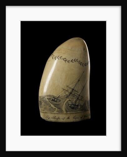 Whale tooth by unknown
