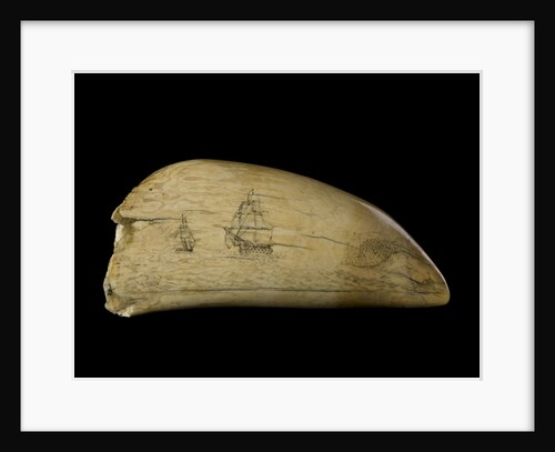 Whale tooth by Unknown