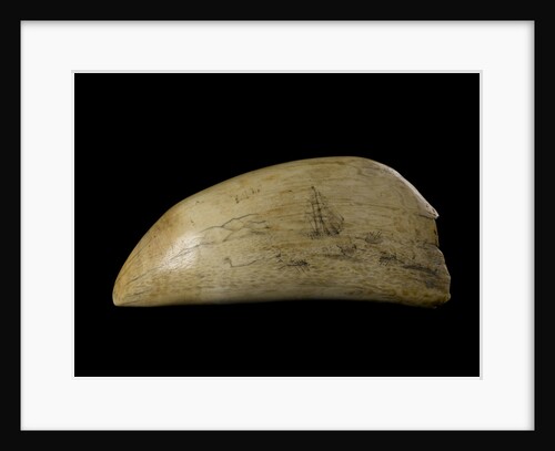 Whale tooth by unknown
