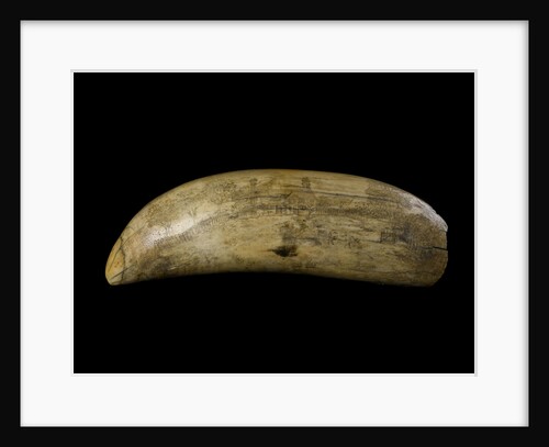 Whale tooth by unknown