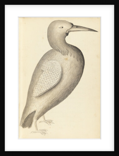 Plate from 'A Narrative of Commodore Anson's into the Great South Sea and Round the World' by unknown