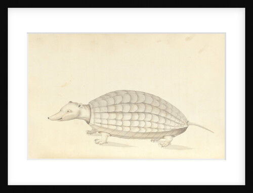 Armadillo, a plate from 'A Narrative of Commodore Anson's into the Great South Sea and Round the World' by unknown