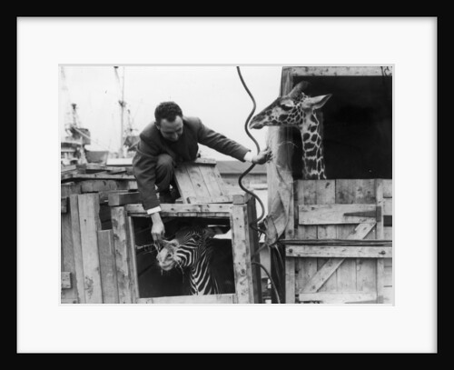 A zebra and giraffe at the Royal Albert Dock. by unknown