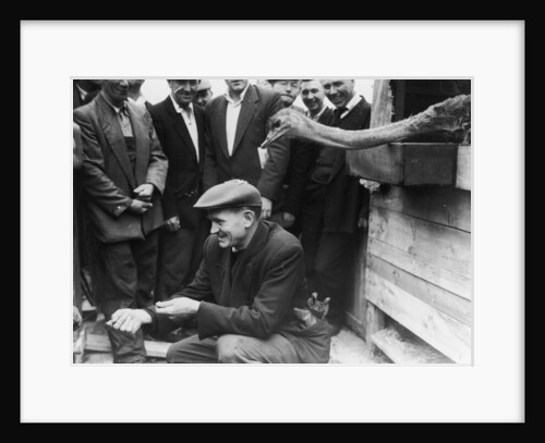 Dockers with an ostrich at the Royal Albert Dock. by unknown
