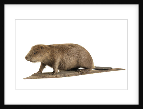 Stuffed beaver by Starbeck Taxidermy