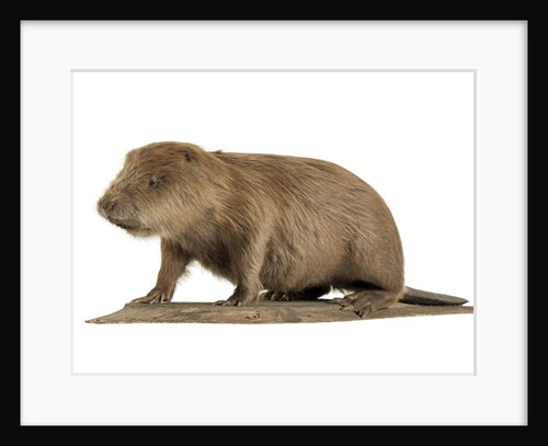 Stuffed beaver by Starbeck Taxidermy