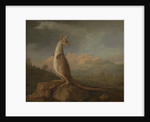 The Kongouro from New Holland (Kangaroo) by George Stubbs
