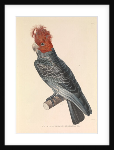 'The Australian Callicéphale' by Hyacinthe de Bougainville