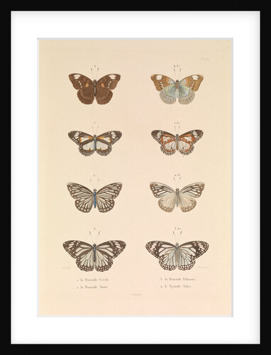 Butterflies, 'The Danaïde Cécile, the Danaïde Anaïs, the Danaïde Edmont and the Jules Nymule' by Hyacinthe de Bougainville