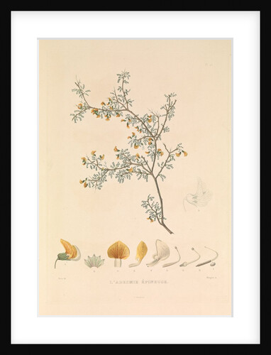 'The Adesmie Épineuse' by Hyacinthe de Bougainville