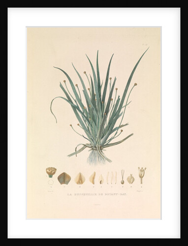 'The Busseuillie of Botany Bay' by Hyacinthe de Bougainville