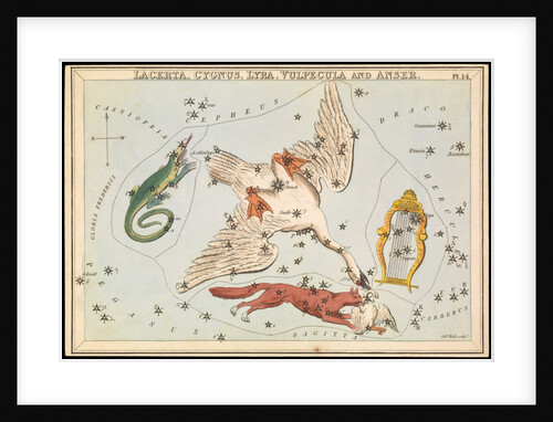 Lacerta, Cygnus, Lyra, Vulpecula and Anser by Sidney Hall