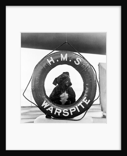 The bulldog mascot posed in the lifebelt on board the battleship HMS Warspite (1913) by Unknown